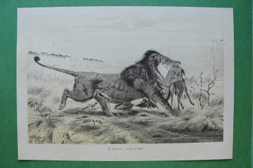 Farb Holzstich W Kuhnert 1890-1900 Löwe mit Beute